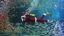 Seorang penyelam yang mengenakan kostum sinterklas berenang di antara kawanan ikan sarden di Coex Aquarium, Seoul, Selasa (18/12). Acara rutin tahunan ini menghadirkan penyelam berpakaian Sinterklas untuk menghibur pengunjung. (AP Photo/Ahn Young-joon)