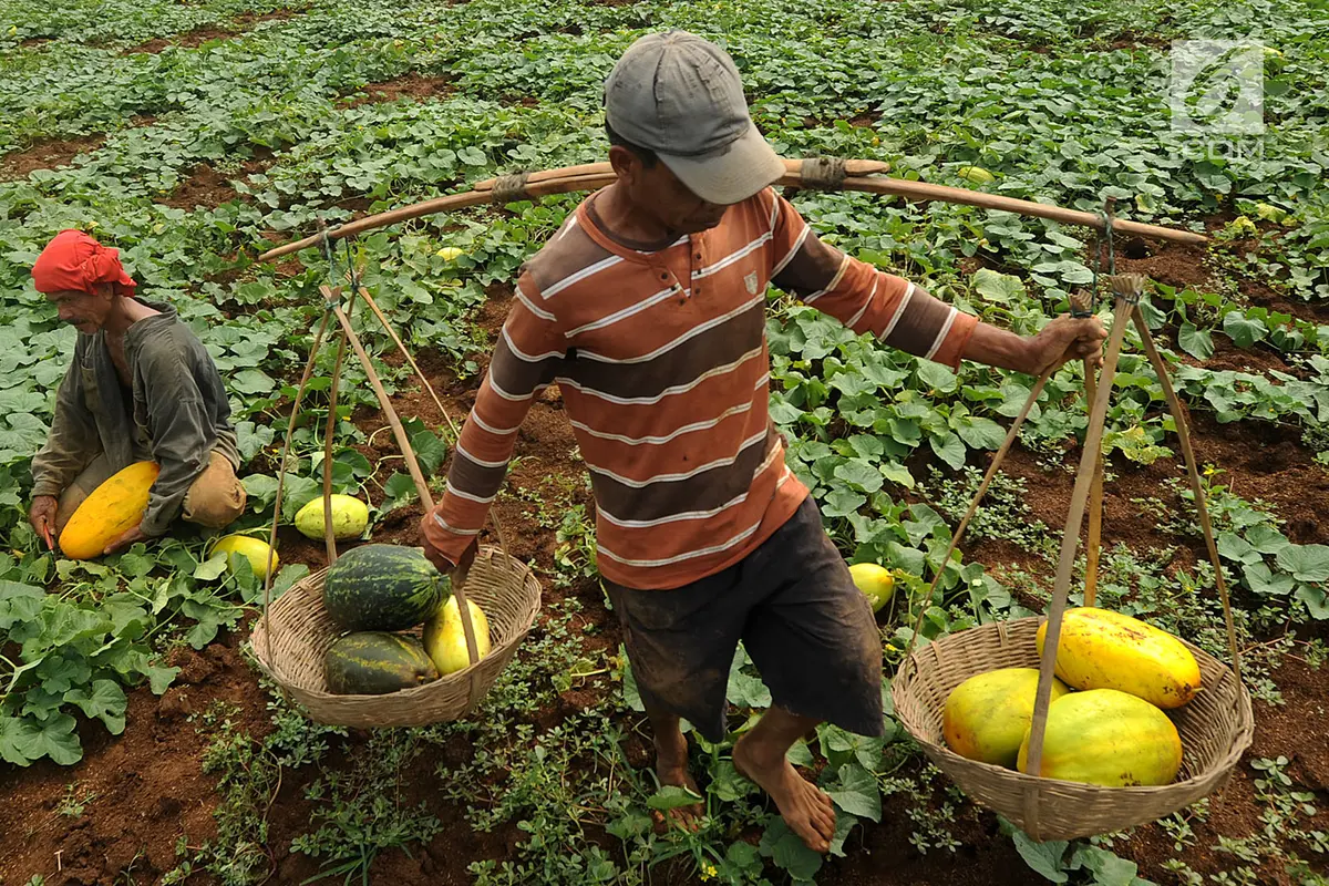 Petani Timun Suri