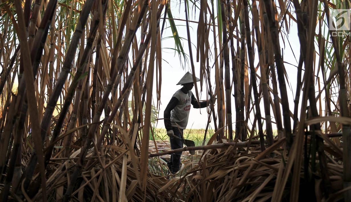 Aktivitas petani tebu di Desa Betet, Pesantren, Kediri, Jatim pada akhir September lalu. Petani tebu menuntut pemerintah segera menghentikan impor gula karena menyebabkan gula lokal tidak laku sehingga merugikan mereka.  (Merdeka.com/Iqbal S. Nugroho)