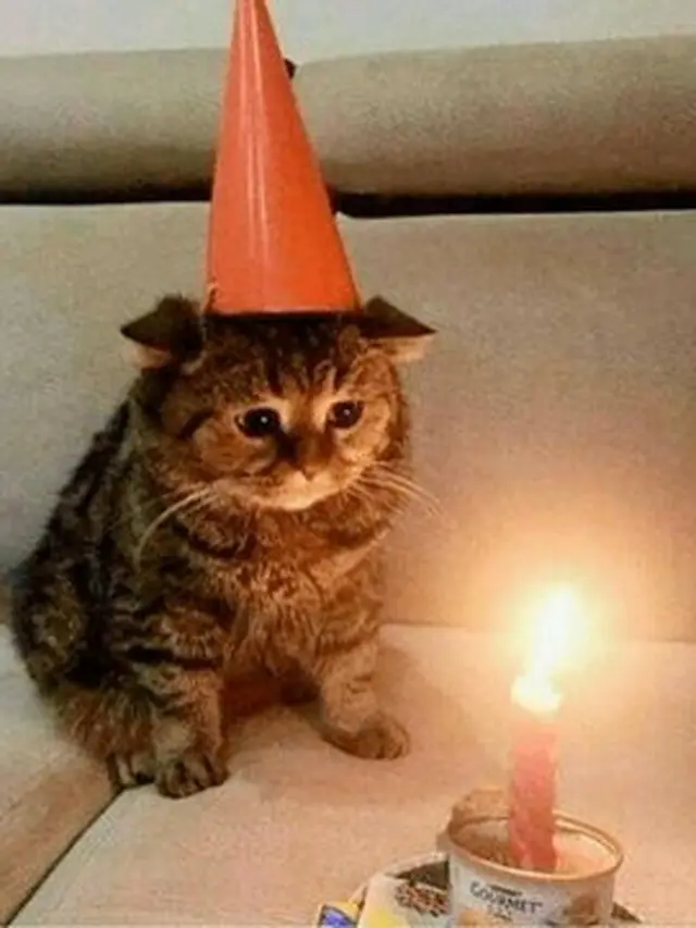 6 Potret Gemas Beri Surprise Ulang Tahun Kucing Kesayangan, Bikin Senyum