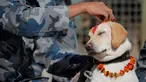Personel kepolisian menaruh bubuk vermillion di dahi anjing polisi selama perayaan Tihar di Kathmandu, Minggu (27/10/2019). Festival ini merupakan bagian dari Festival Umat Hindu di Nepal, atau yang lebih akrab dikenal dengan sebutan Deepawali. (AP/Niranjan Shrestha)
