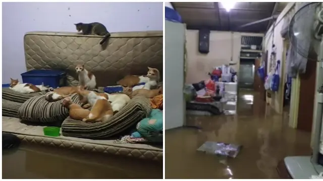 Tak Tega, Pria Ini Rela Berendam Air Banjir Demi Selamatkan 32 Kucingnya