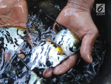 Peternak memanen ikan hias jenis memphis di Situ Telaga Biru yang airnya menyusut di Desa Parigi Mekar, Bogor, Kamis (8/8/2019). Saat musim kemarau, debit kedalaman air yang berkurang dari ketinggian 2,5 meter menjadi 1,2 meter menyebabkan petani budidaya merugi hingga 50 persen. (merdeka.com/Arie B