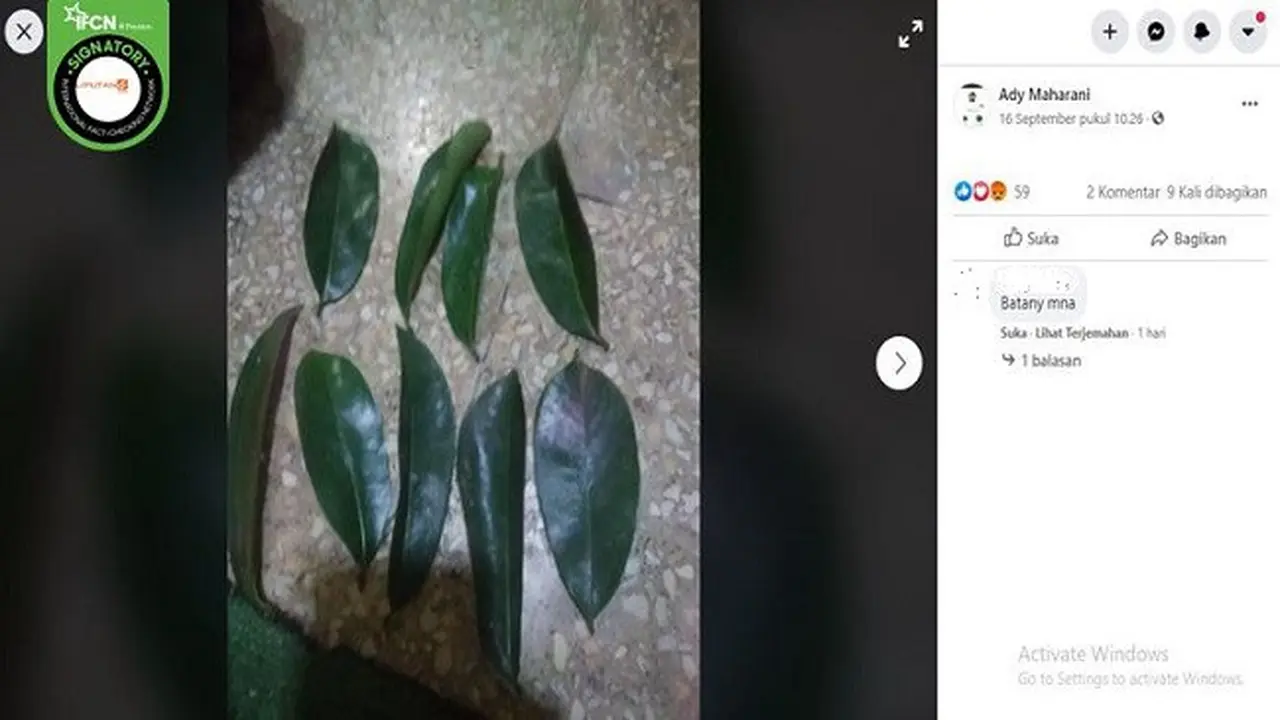 Gambar Tangkapan Layar Foto Daun Sirsak (sumber: Facebook)