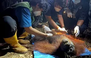 Orangutan Ditemukan Terbaring Lemas di Area Kebakaran Hutan Kalimantan