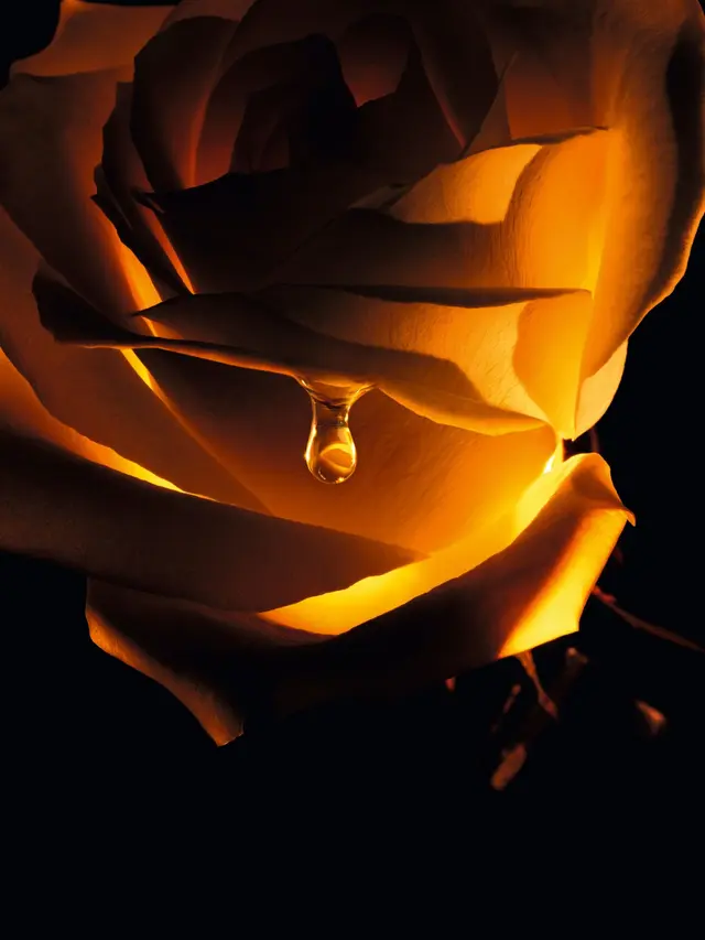 Dior memanfaatkan kekuatan penuh dari Rose de Granville melalui rangkaian Les Nectars de Rose, yang memperkenalkan inovasi terbaru, Le Nectar Intégral (Foto/Sumber: Dior)