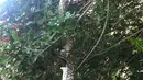 Pemandangan seekor ular piton yang tergantung di atas pohon saat tengah melahap seekor kelelawar yang juga berukuran cukup besar di Sunshine Beach, Queensland, Kamis (2/7/2015). (Dailymail)