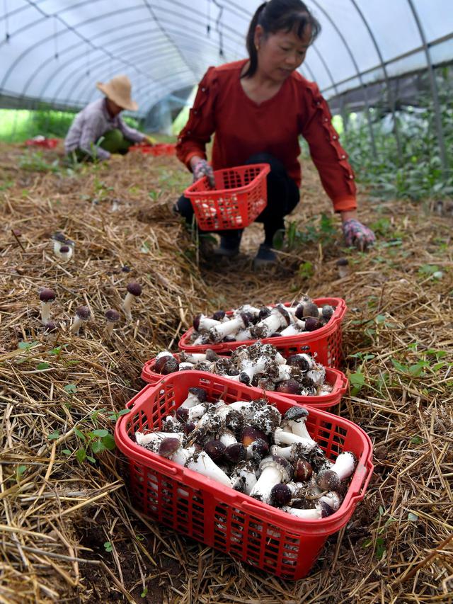 Mengunjungi Desa Wisata di China