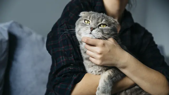 Ras Kucing yang Cocok Untuk Dipelihara Pemula