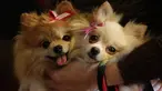 Seorang wanita mengelus anjing terrier Yorkshire miliknya saat Misa berlangsung dalam rangka menghormati Santo Fransiskus dari Assisi di Brasil, Rabu (4/10). Kegiatan Misa ini dilakukan tiap tahun dengan membawa hewan peliharaan. (AP Photo/Eraldo Peres)
