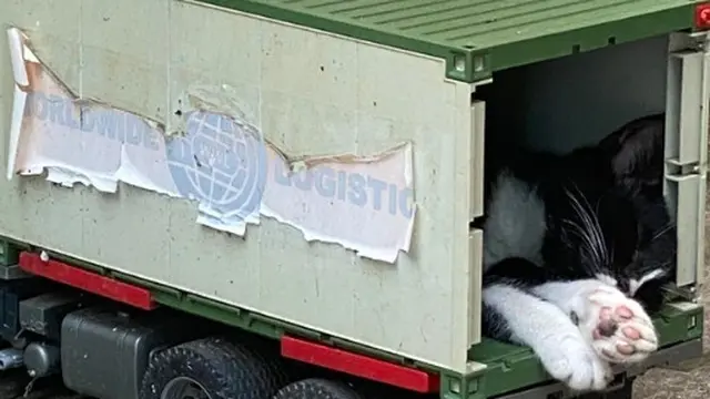 7 Momen Lucu Kucing Naik Mobil Mainan, Ekspresinya Bikin Gemas