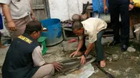 Ikan Aligator yang terjerat di alat tangkap ikan milik warga Kabupaten OKI Sumsel (Dok. Arif Palembang / Nefri Inge)