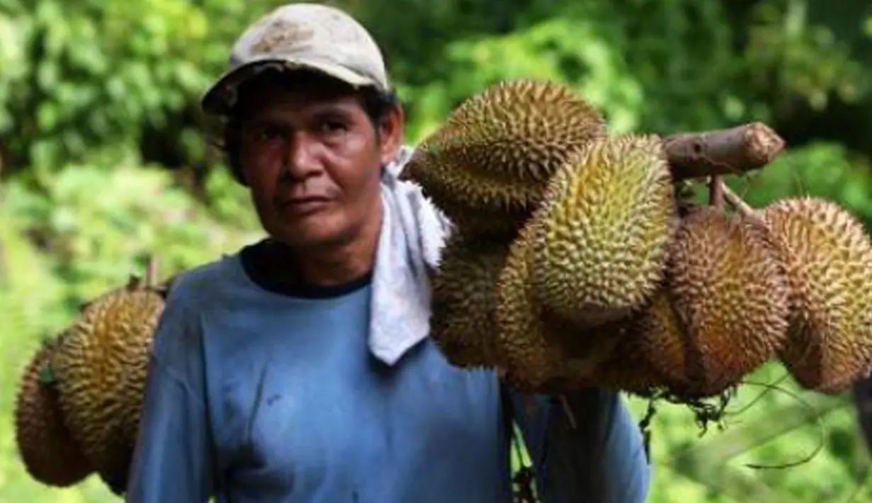 Mimpi kejatuhan Durian mempunyai makna akan mendapatkan uang, rezeki atau keberuntungan. Mungkin karena durian menjadi salah satu buah yang mewah, sebagaian masyarakat Indonesia memaknainya menjadi hal yang baik. (Antara)