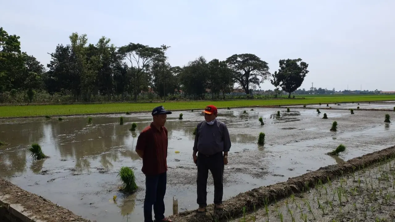 Petani mulai memanfaatkan lahan persawahan untuk tanam padi. (Dok Kementan)