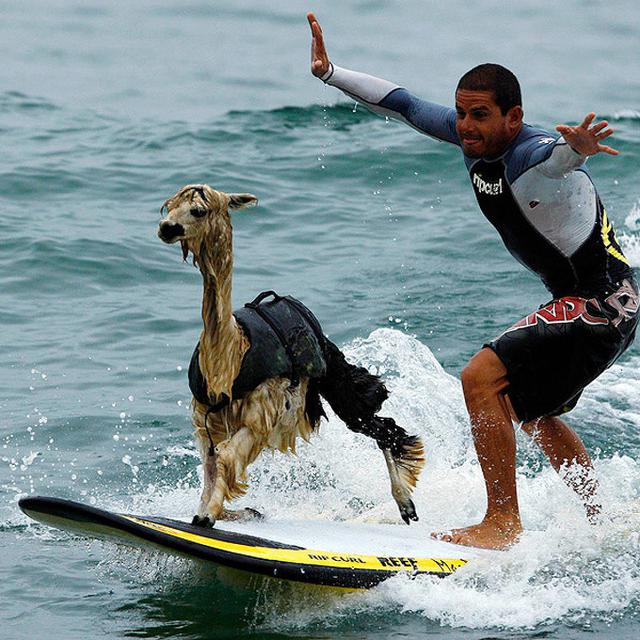 7 Potret Hewan Melakukan Aksi Tak Terduga yang Bikin Geleng Kepala