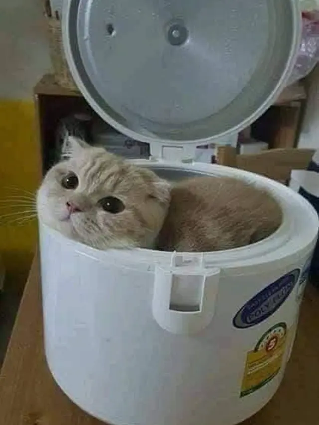 6 Kandang Kucing Ini Nyeleneh Banget, Bikin Tepuk Jidat