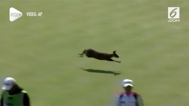 Seekor rusa meramaikan turnamen golf di Korea Selatan. Hewan tersebut berlari di tengah lapangan hingga melompati penonton.