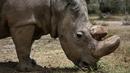 Satu-satunya pejantan dari tiga badak putih terakhir di dunia bernama Sudan memakan rumput di Laikipia, Kenya, 3 Mei 2017. Kematian Sudan membuat kalangan pejantan badak putih resmi punah. (AP Photo)