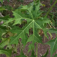 Daun Pepaya Jepang (By Tortie tude - Own work, CC0, https://commons.wikimedia.org/w/index.php?curid=27882144)