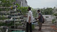 Jemaah yang mengurus tanaman hidroponik di atap Masjid Baitussalam Jakarta Barat ini mampu memanen 30 kg sayur dalam sekali panen. (Foto: Liputan6.com).