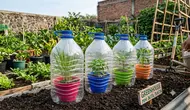 7 Cara Membuat Greenhouse Mini dari Botol Plastik, Praktis Lindungi Tanaman