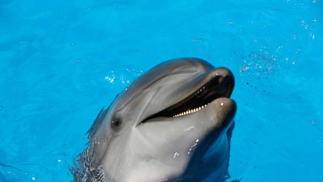 Dolphin