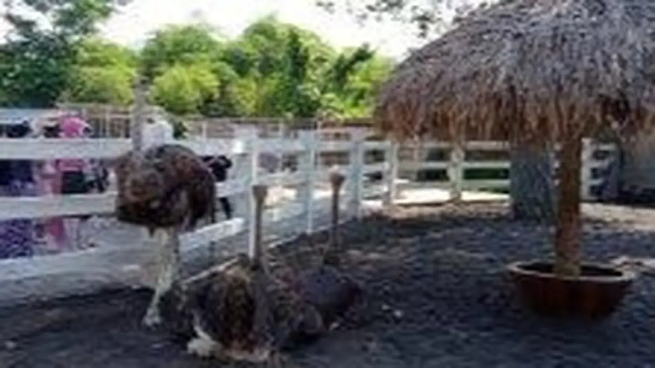 Koleksi Burung Onta di Jember Mini Zoo di Kabupaten Jember (Istimewa)