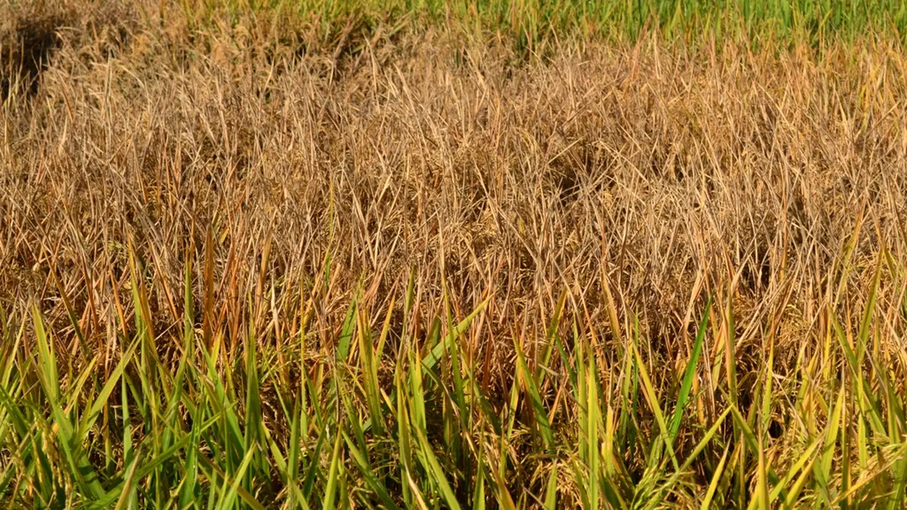 Serangan Hama