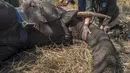 Petugas Taman Afrika membius gajah yang akan dipindahkan di Majete Game Reserve, Malawi selatan (14/7). Pemindahan gajah ini dilakukan untuk meningkatkan populasi hewan tersebut. (AFP Photo/Amos Gumulira)