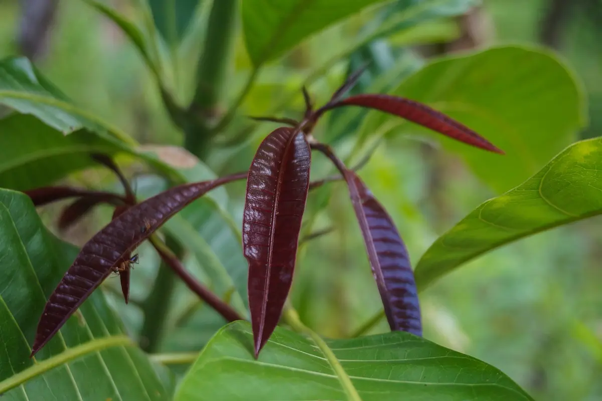 Daun mangga