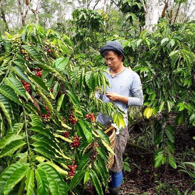 Harga Sayur di Pagar Alam Naik Drastis Usai Teror Harimau Sumatera