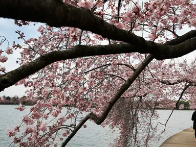 Sepasang wanita dan pria berjalan di bawah pohon Sakura yang sedang mekar di Washington (4/2). Keindahan pohon Sakura yang sedang mekar ini menandai  dimulainya musim semi di Washington. (AP Photo/Jacquelyn Martin)