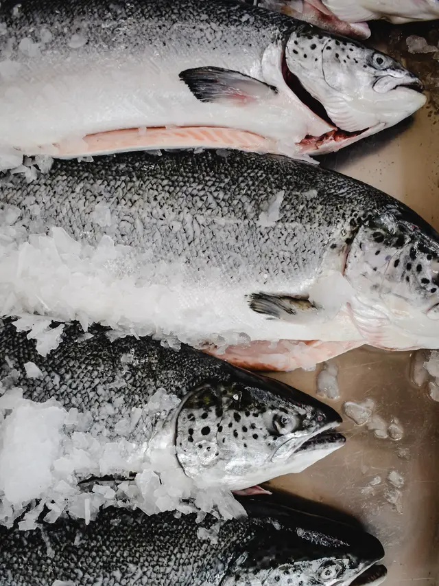 Contoh ikan salmon utuh