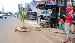 Warga mengambil gambar lubang bekas galian yang ditanami pohon pisang di Jalan Raya Margonda, Depok, Senin (4/3/2019). Aksi tanam pohon pisang itu sebagai protes warga akibat banyaknya lubang galian di Jalan Margonda. (Liputan6.com/Herman Zakharia)