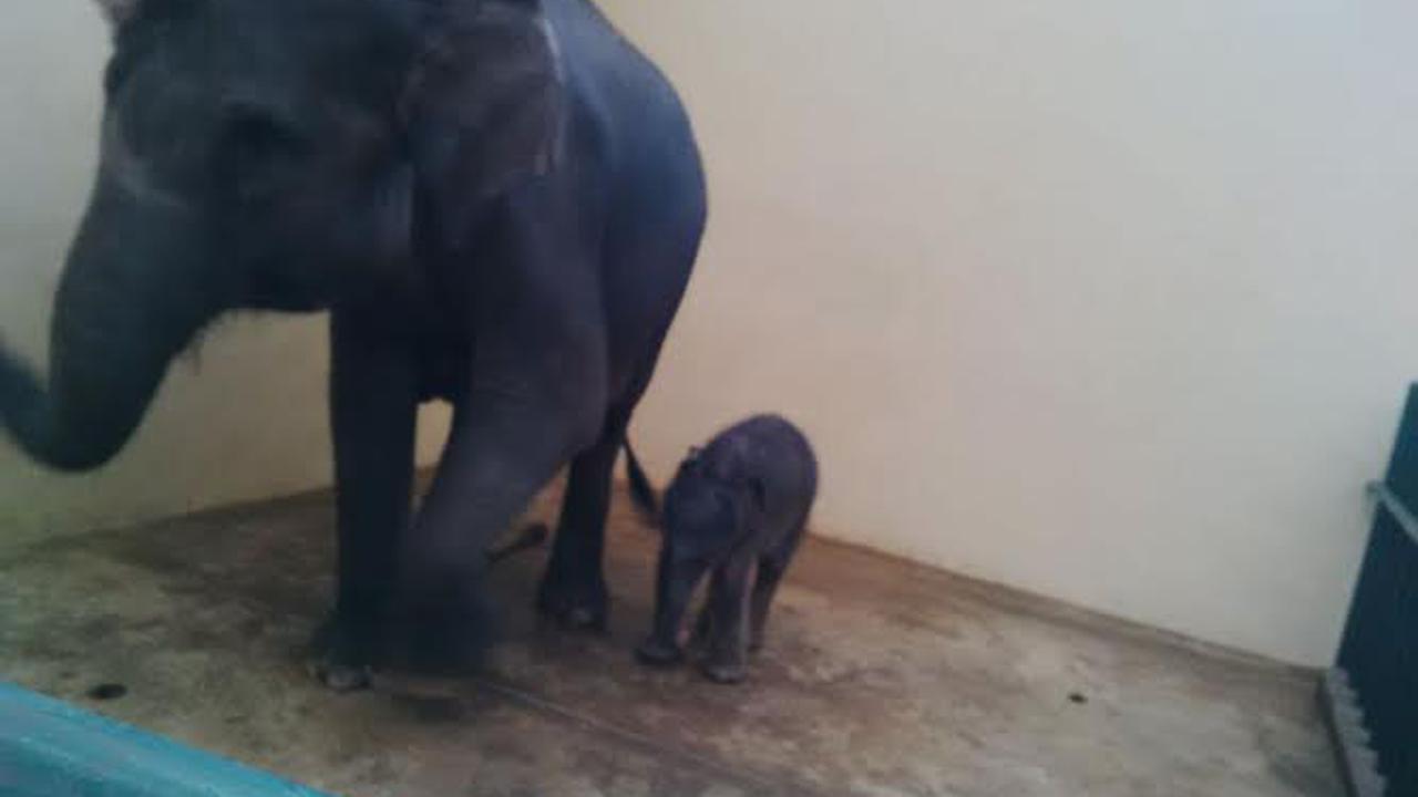 Kelahiran 'Jokowi-Iriana' Jadi Kado Natal Taman Safari