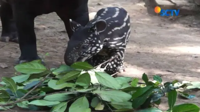 Bayi tapir yang belum diberi nama ini dalam kondisi sehat. Bobotnya mencapai 8 kilogram dan masih menjalani masa menyusui dari induknya.