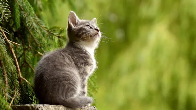 Kucing