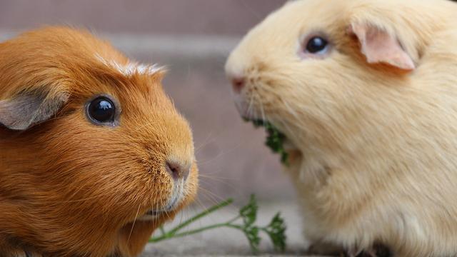 Guinea pig