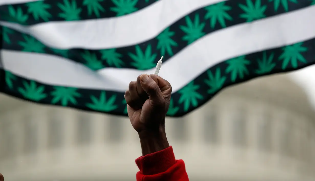 Seorang pria memegang sebatang ganja saat menggelar aksinya di dekat gedung Capitol di Washington (24/4). Saat ini, 29 negara bagian telah melegalisasi penggunaan mariyuana untuk tujuan pengobatan. (AP Photo/Alex Brandon)