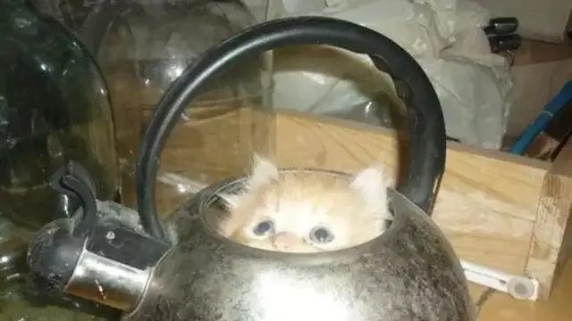 8 Potret Kucing saat Coba Sembunyi Ini Justru Bikin Gemas