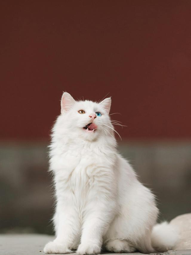 Turkish Angora