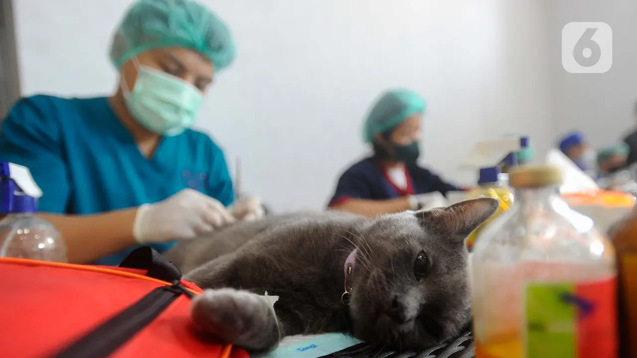 Sterilisasi Kucing Lokal