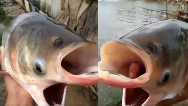 6 Temuan Langka Ikan Berkepala Dua, Aneh Tapi Nyata