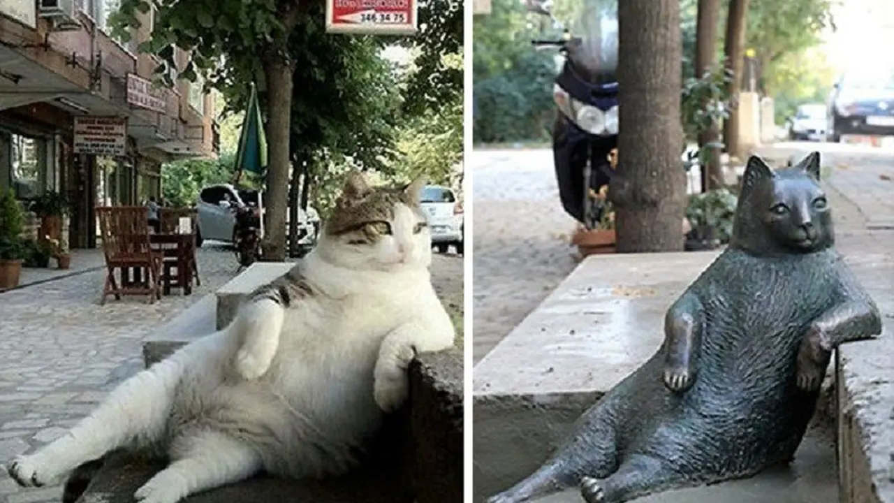 [Bintang] Kucing 