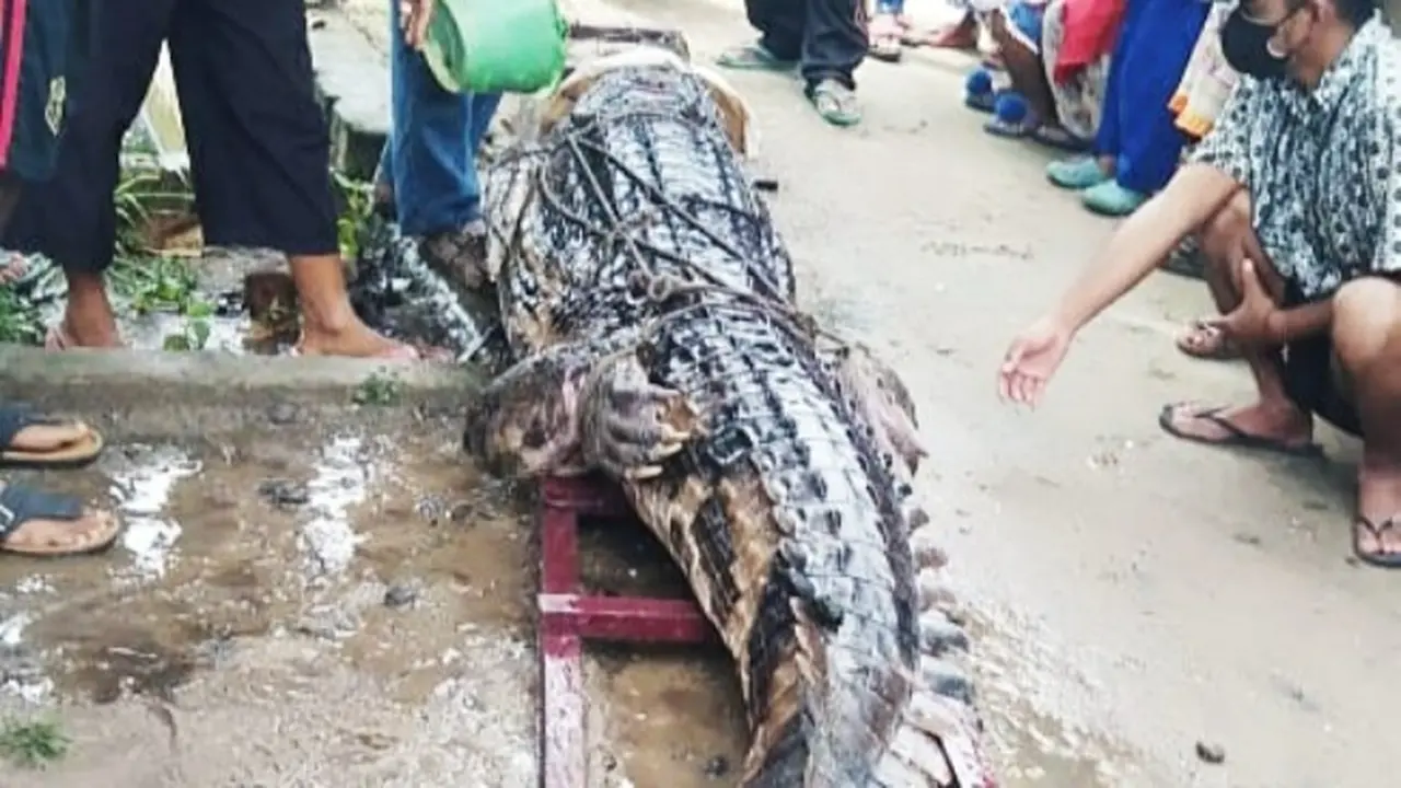 Buaya sepanjang hampir 4 meter yang ditangkap warga Kota Dumai karena meresahkan.