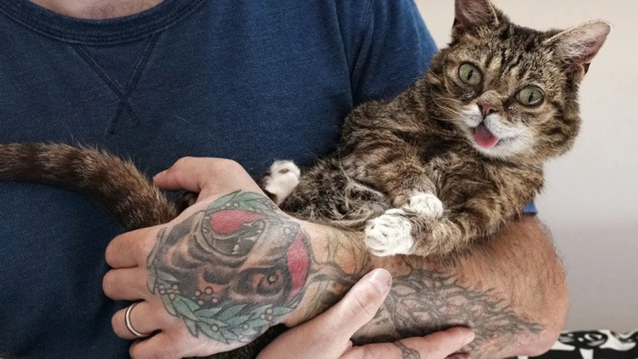Lil Bub