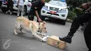 Seekor anjing unit k-9 menemukan barang bukti narkoba saat simulasi di Monas, Jakarta, Selasa (6/12). Pasukan K9 terdiri dari herder (German Shepherd), beagle, Belgian Malinois, dan lain-lain. (Liputan6.com/Faizal Fanani)