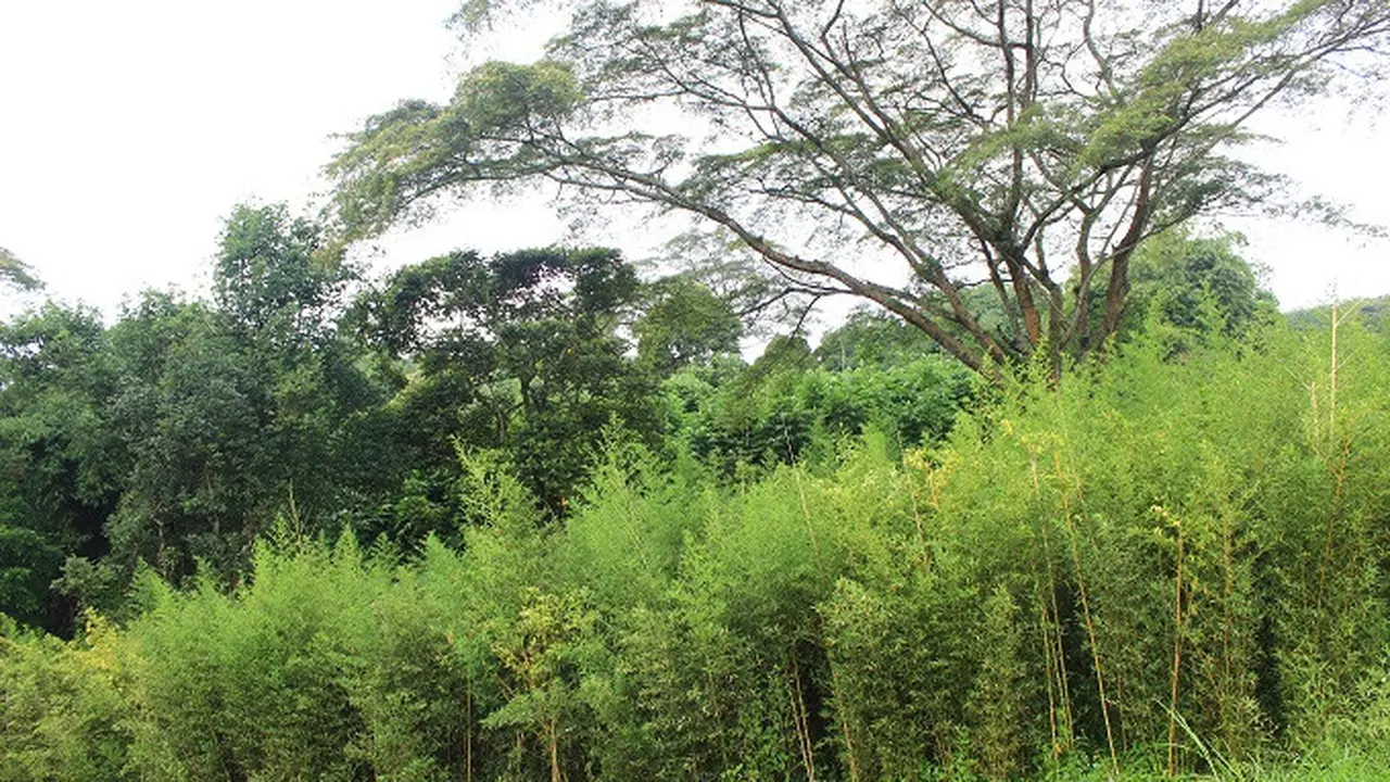 Hamparan pohon bambu sengaja dibuat sebagai makanan bagi Cai Tao dan Hu Chun (Dokumentasi/Kementerian Lingkungan Hidup dan Kehutanan RI)