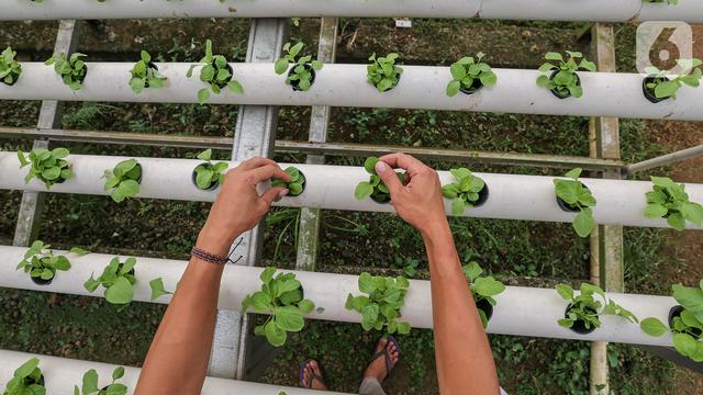 Permintaan Sayur Organik Hingga Hidroponik Meningkat Saat Pandemi Covid 19 Surabaya Liputan6 Com