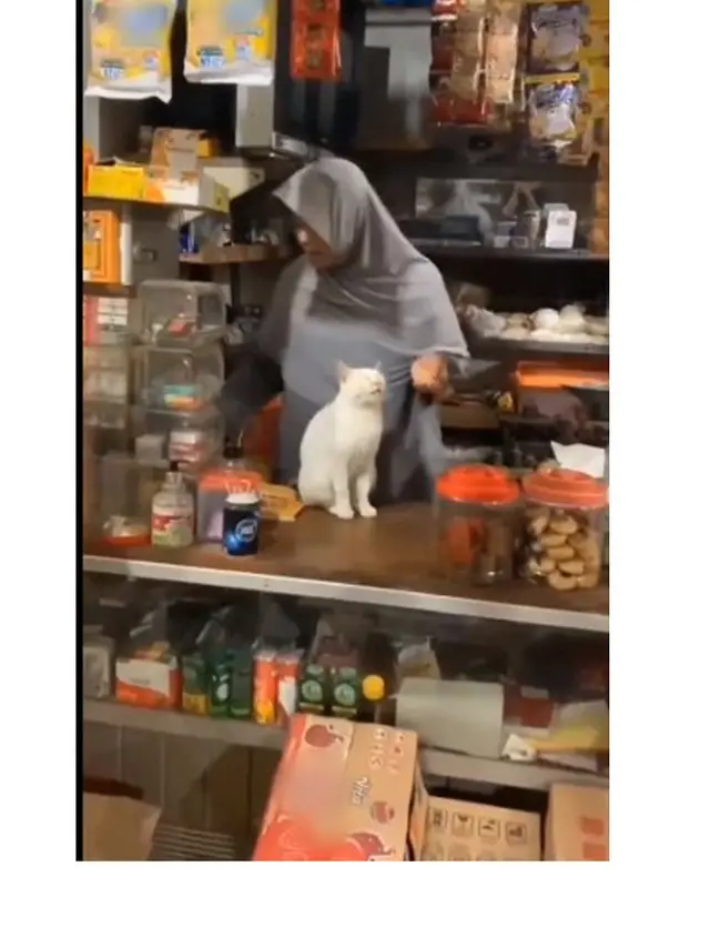 8 Potret Kucing saat Jaga Warung Ini Bikin Gemas, Dagangan Langsung Laris